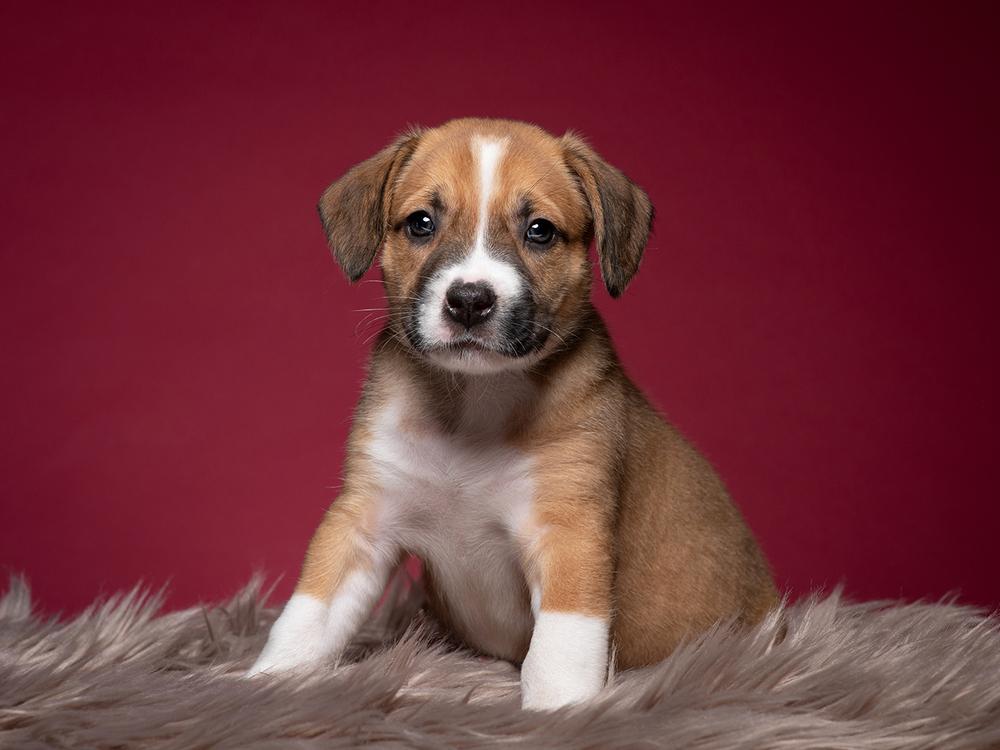 Enlarge Luke (Dynamic Duo Litter), a Adoptable mixed breed in New Albany, OH image 3/3