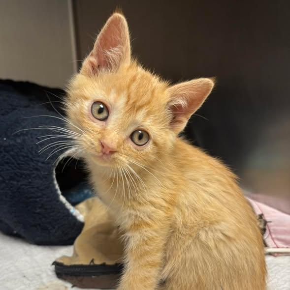 Champ, ADOPTABLE, Young Male Domestic Short Hair.