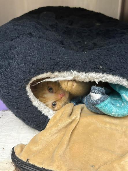 Champ, a ADOPTABLE Domestic Short Hair in Little Falls, MN image 2/2