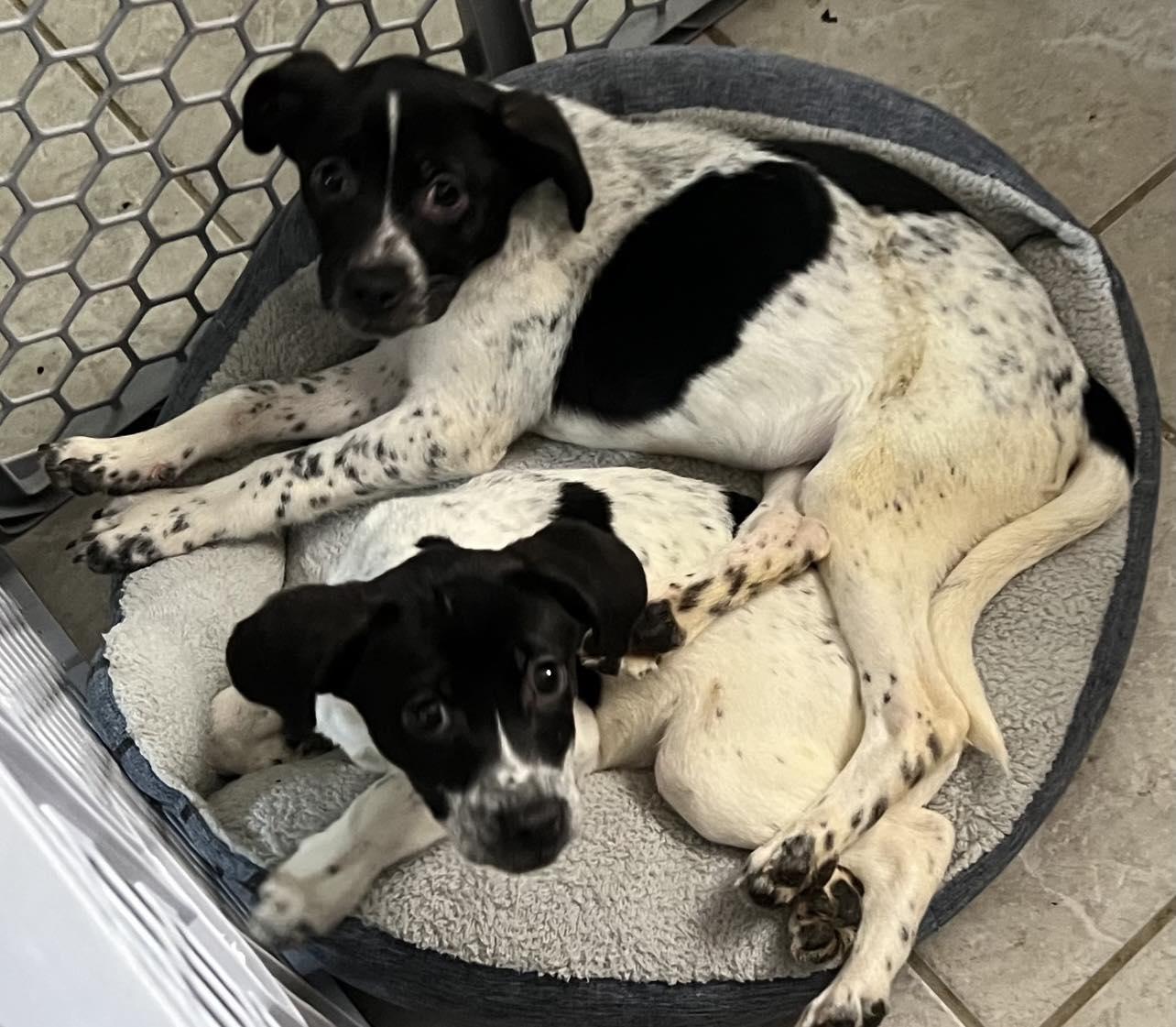 Courtesy Posting Faith and Hope, ADOPTABLE, Puppy Female Australian Cattle Dog / Blue Heeler & Beagle.