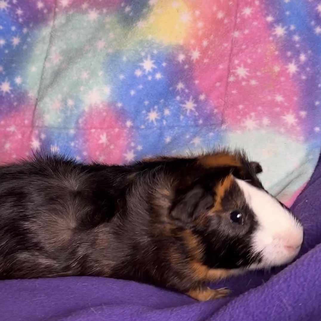 Enlarge Gizzmo- Special Needs, a ADOPTABLE Abyssinian in San Antonio, TX image 2/2