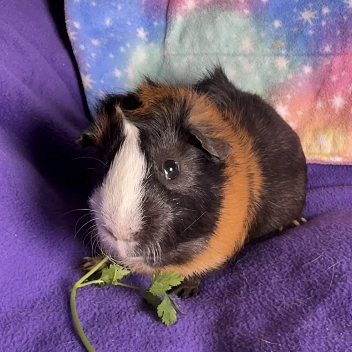 Enlarge Gizzmo- Special Needs, a ADOPTABLE Abyssinian in San Antonio, TX image 1/2