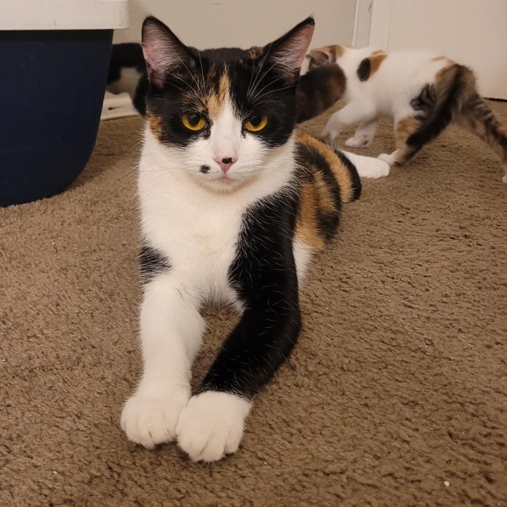 Monroe (F), a Adoptable Calico in Santa Clarita, CA image 2/2