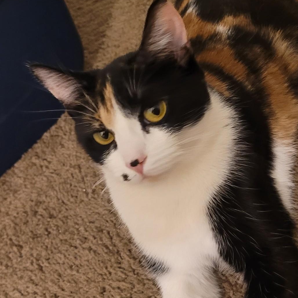 Monroe (F), Adoptable, Young Female Calico.