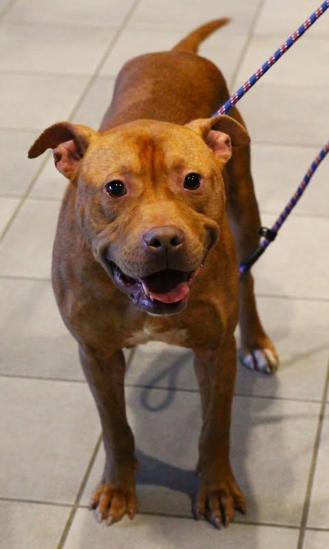 Enlarge 25-01661 FLIP, an adoptable Pit Bull Terrier in Fredericksburg, VA image 2/2