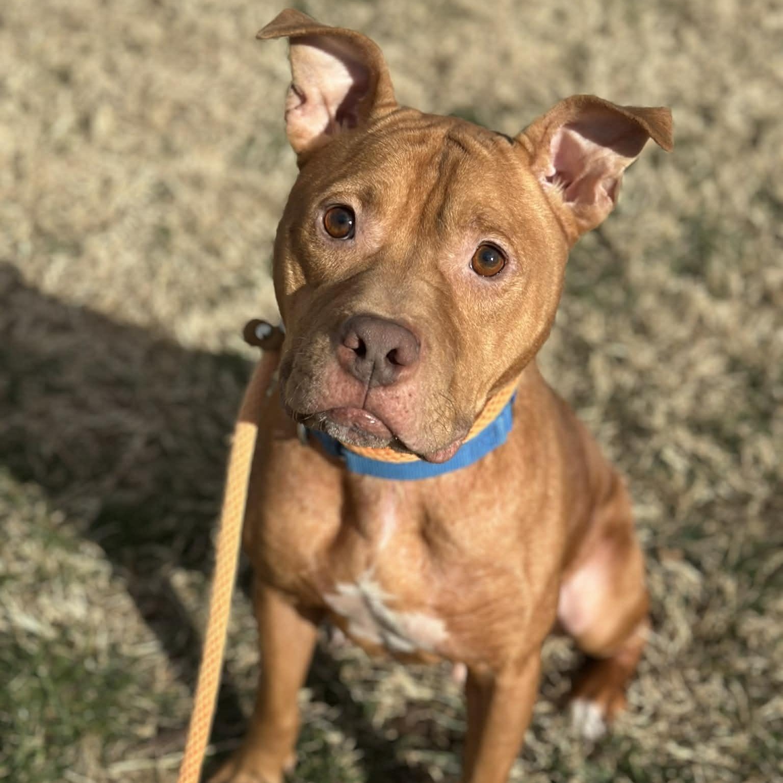Enlarge 25-01661 FLIP, an adoptable Pit Bull Terrier in Fredericksburg, VA image 1/2