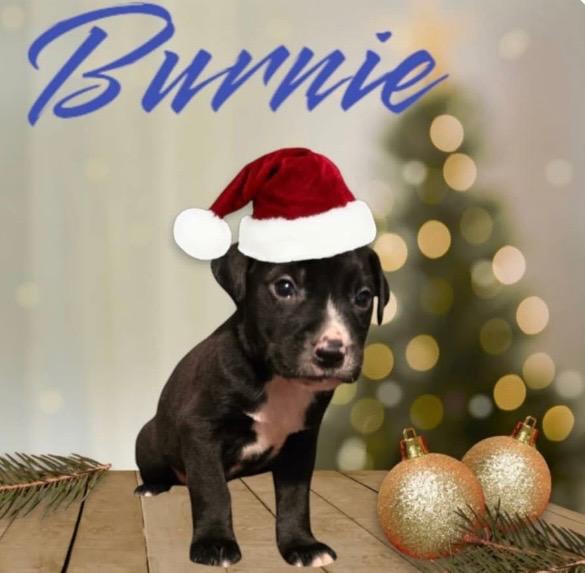 Enlarge Burnie, a Adopted mixed breed in Morganton, NC image 1/1