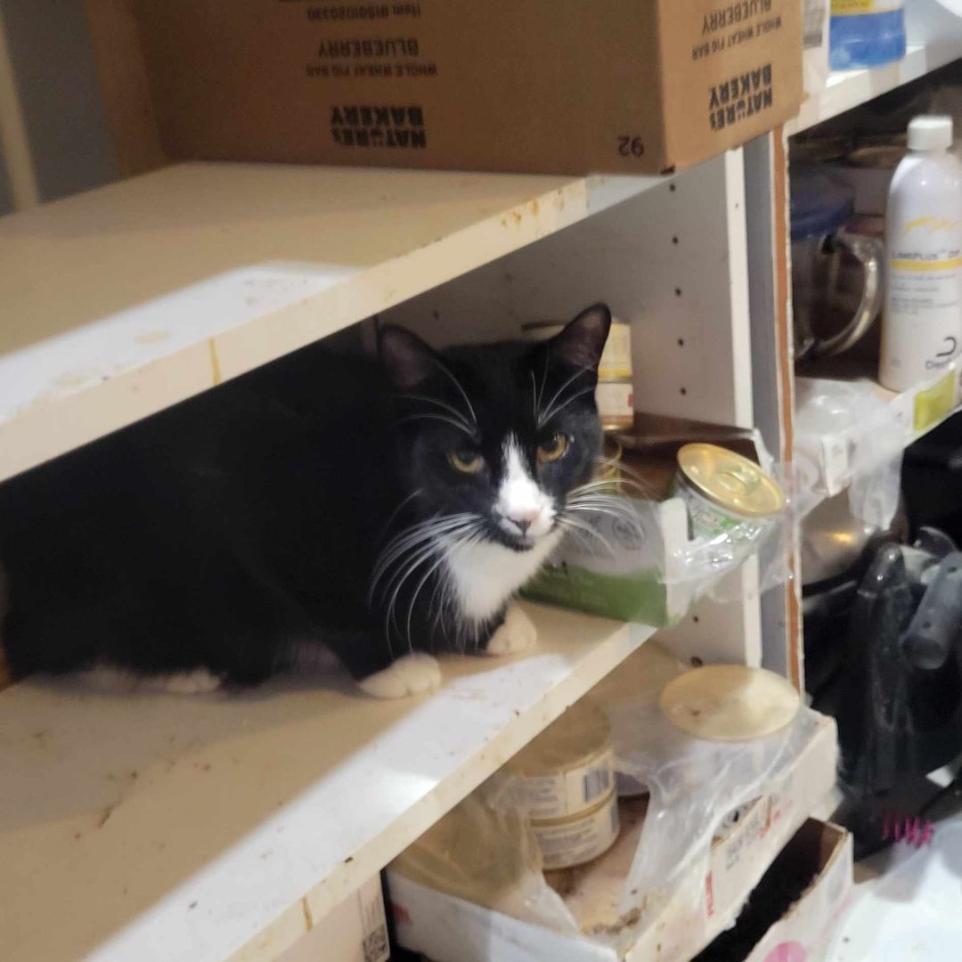 Alexa, a Adoptable Tuxedo in East Orange, NJ image 5/5