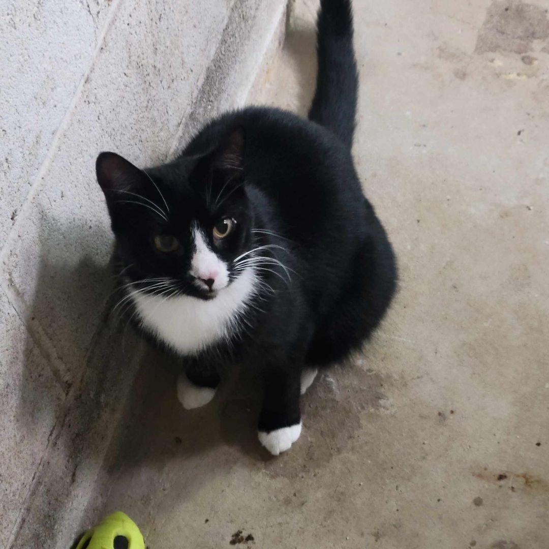 Alexa, a Adoptable Tuxedo in East Orange, NJ image 4/5