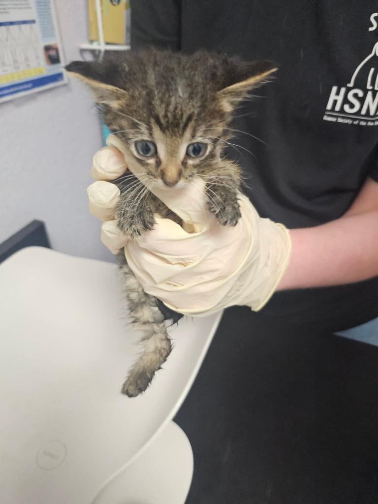 Bonnie (Caracol), Adoptable, Kitten Female Domestic Short Hair.