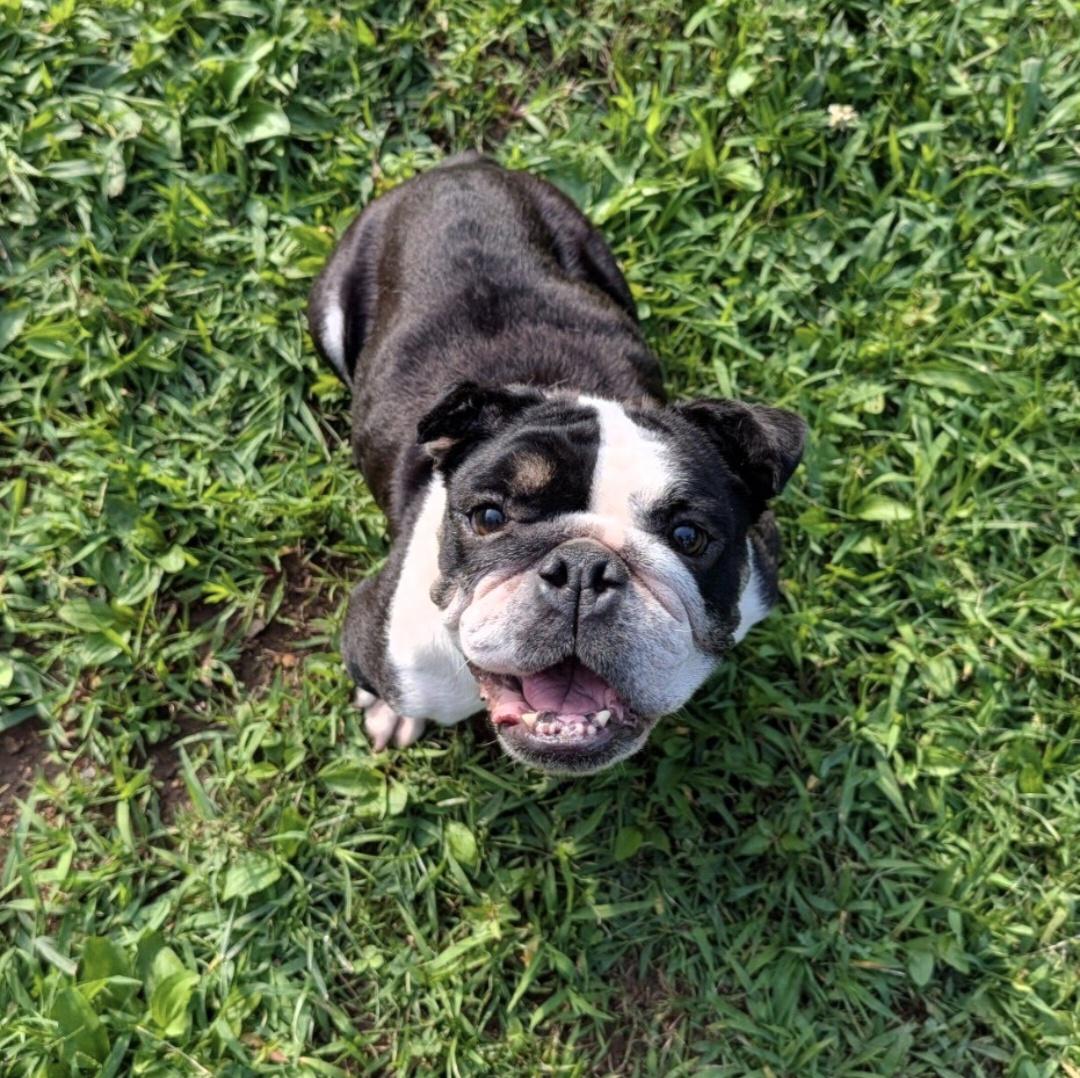 Frankie, a Adoptable English Bulldog in Knoxville, TN image 1/2