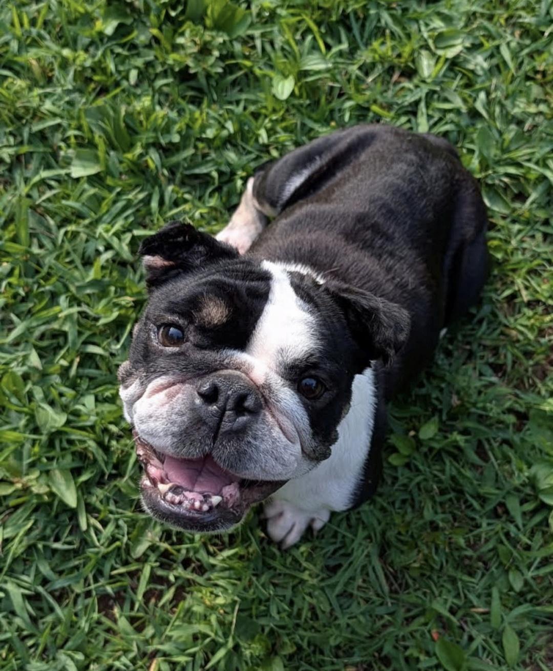 Frankie, a Adoptable English Bulldog in Knoxville, TN image 2/2