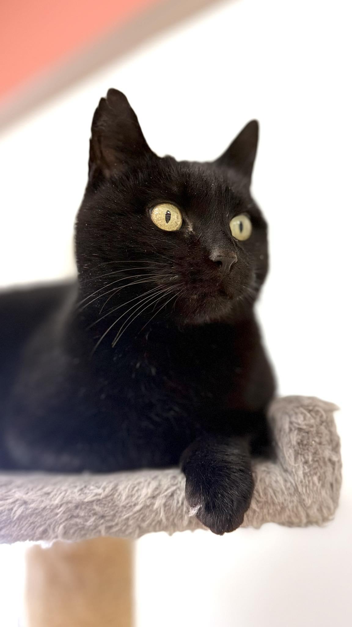 Sable, ADOPTABLE, Adult Female Domestic Short Hair.