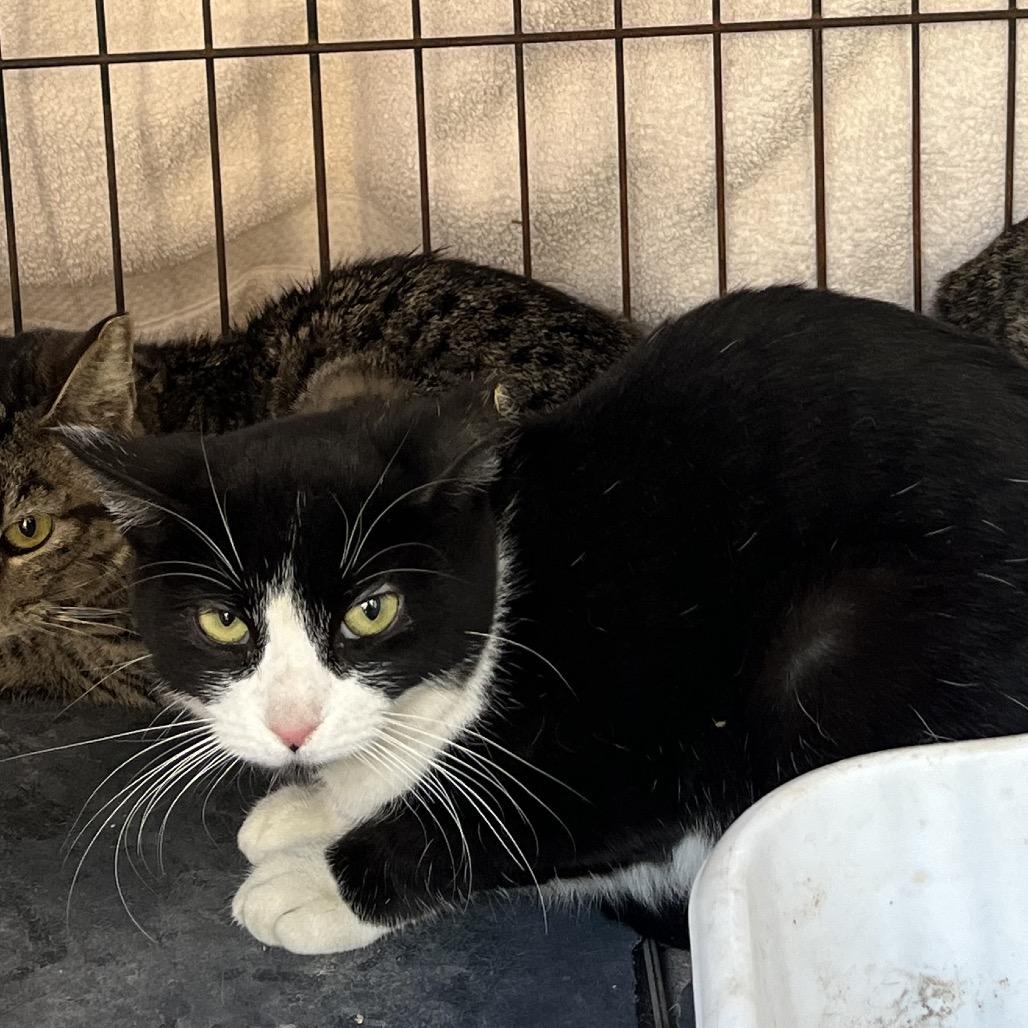 Ulta, Adoptable, Young Female Domestic Short Hair.