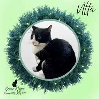 Enlarge Ulta, a Adoptable Domestic Short Hair in Casa Grande, AZ image 2/2
