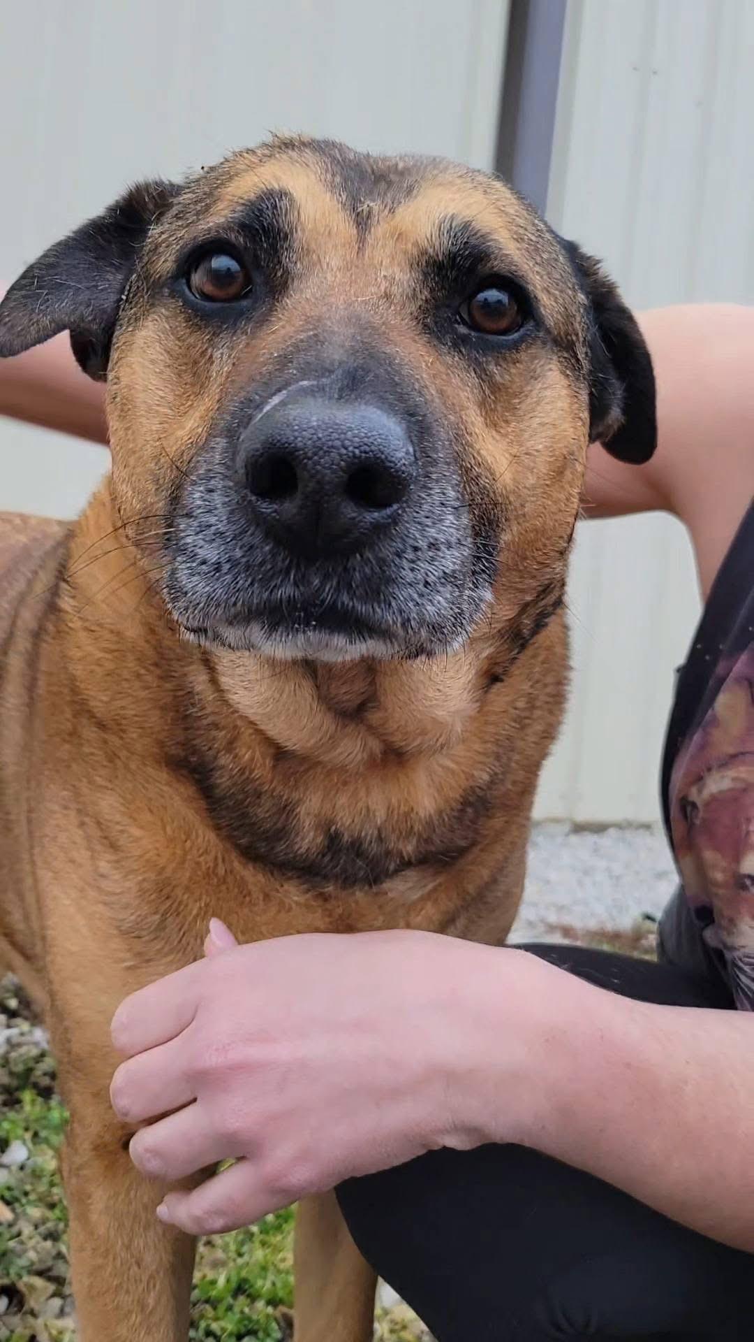 Axle Finn, ADOPTABLE, Adult Male Mixed Breed.