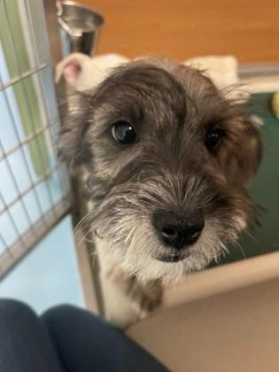 Enlarge Nira, a Adoptable mixed breed in Gloucester, MA image 1/1