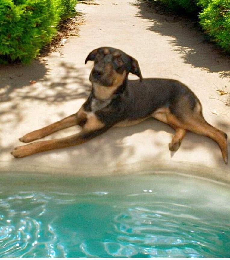 Millie, Young Female Australian Cattle Dog / Blue Heeler