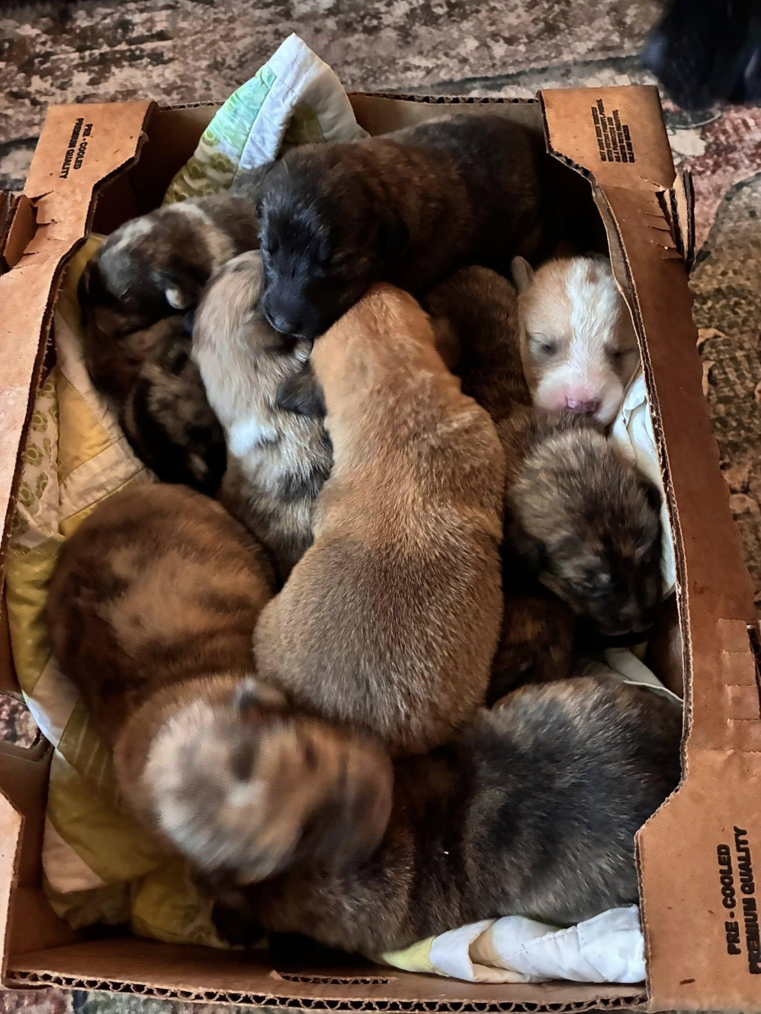Cosmic Puppies Girls, a ADOPTABLE mixed breed in Mount Airy, NC image 2/2