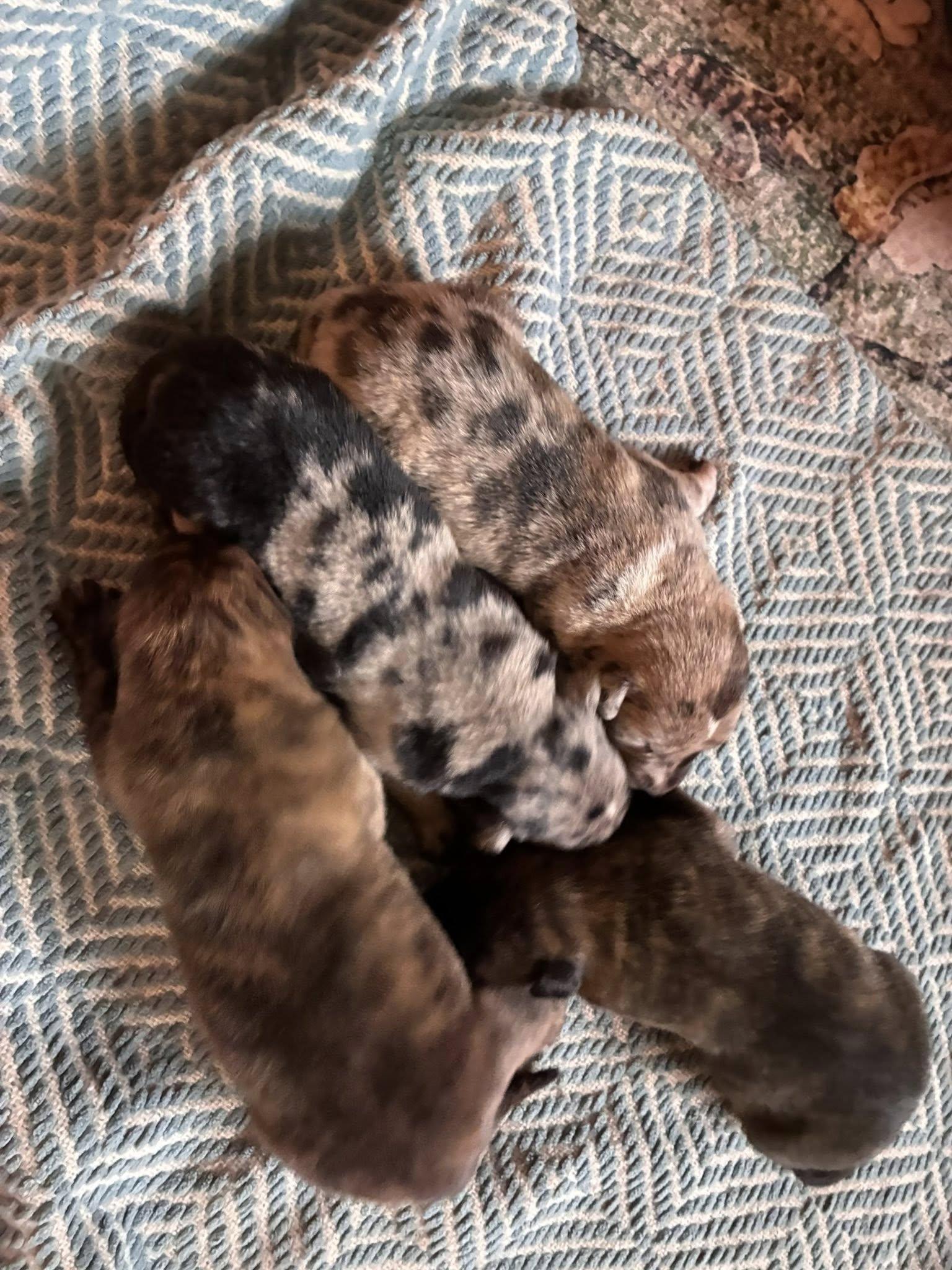 Cosmic Puppies Girls, a ADOPTABLE mixed breed in Mount Airy, NC image 1/2