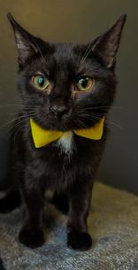 Nacho, Adoptable, Young Male Domestic Short Hair.