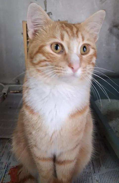 Jazz, a ADOPTABLE Domestic Short Hair in Greenville, NC image 4/6