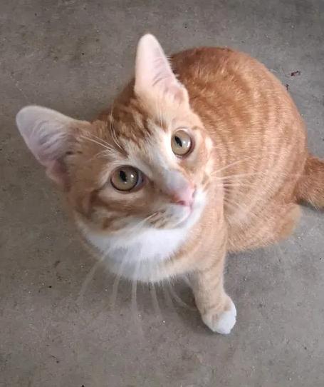 Jazz, ADOPTABLE, Young Male Domestic Short Hair.