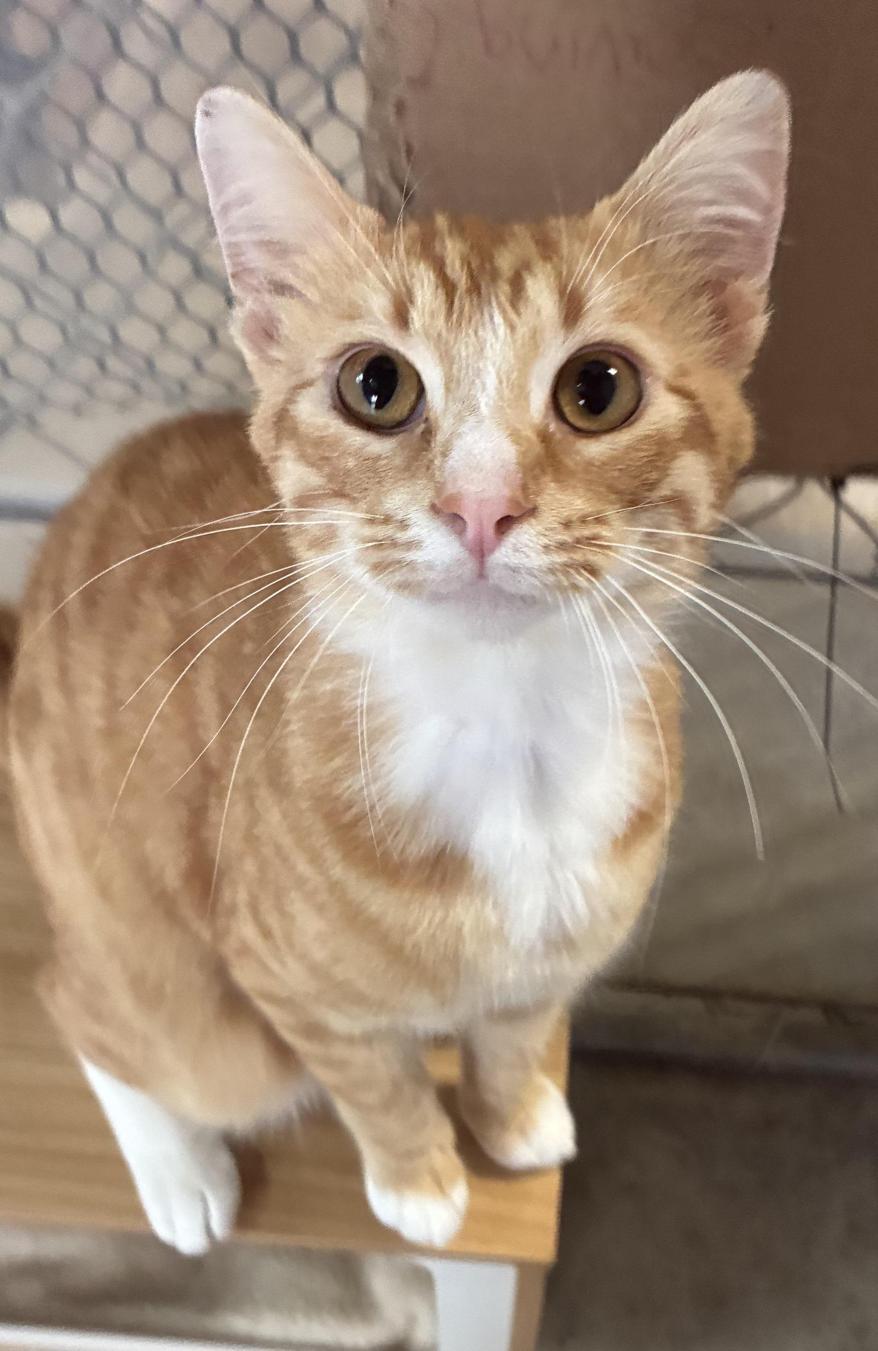 Jazz, a ADOPTABLE Domestic Short Hair in Greenville, NC image 6/6