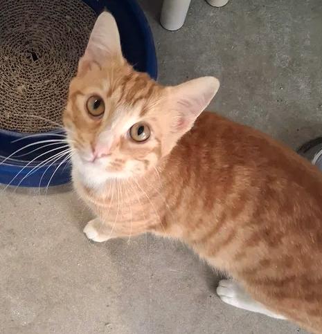 Jazz, a ADOPTABLE Domestic Short Hair in Greenville, NC image 5/6