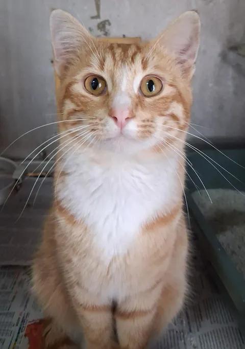 Jazz, a ADOPTABLE Domestic Short Hair in Greenville, NC image 2/6
