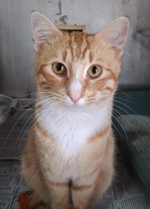 Jazz, a ADOPTABLE Domestic Short Hair in Greenville, NC image 3/6