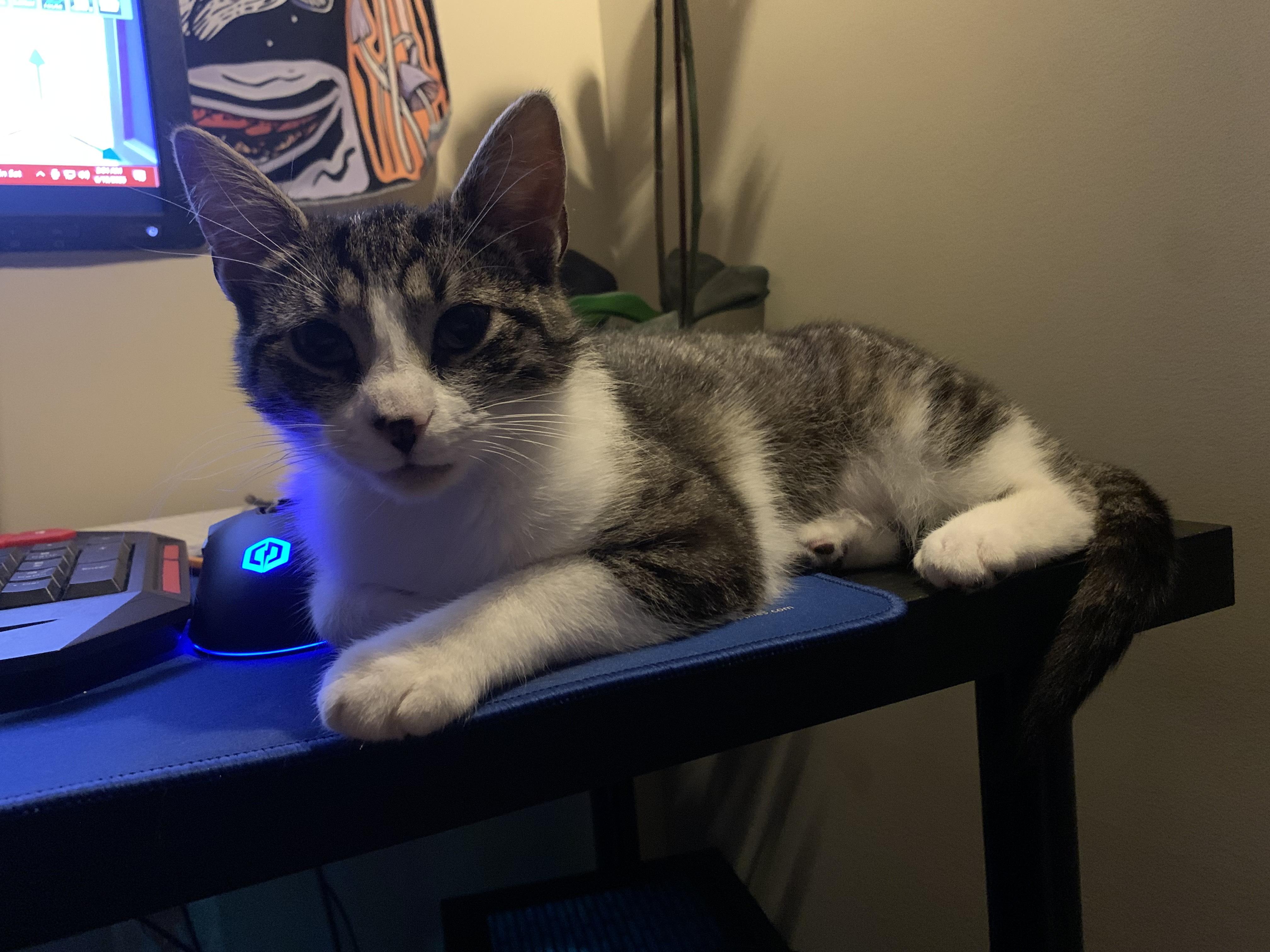 Morning Dew, a Adoptable mixed breed in Philadelphia, PA image 3/6