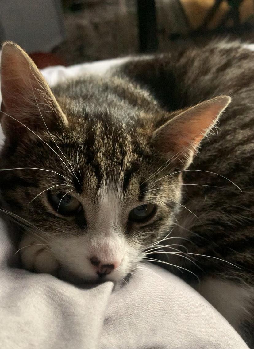 Morning Dew, a Adoptable mixed breed in Philadelphia, PA image 4/6