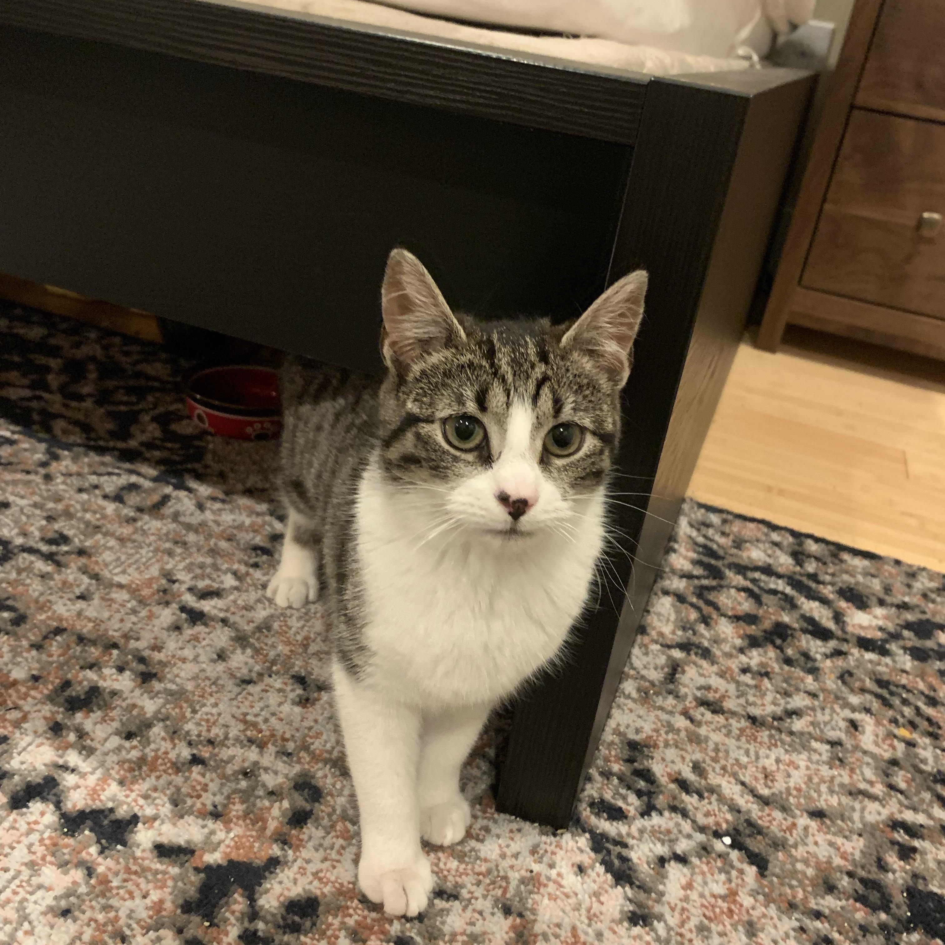 Morning Dew, a Adoptable mixed breed in Philadelphia, PA image 2/6