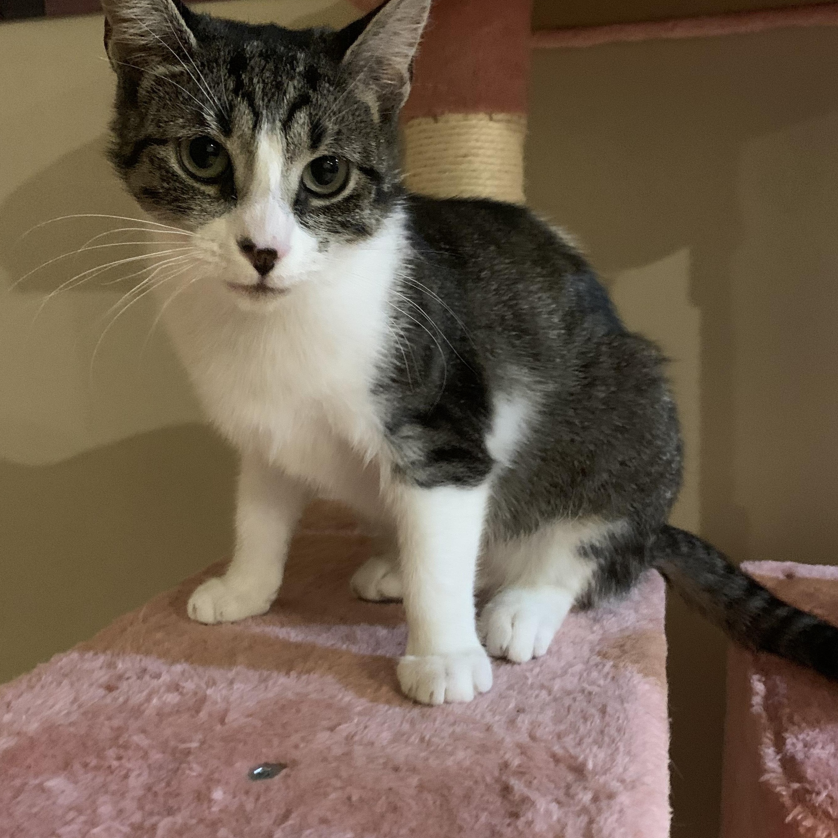 Morning Dew, Adoptable, Young Female Tabby & Domestic Short Hair.