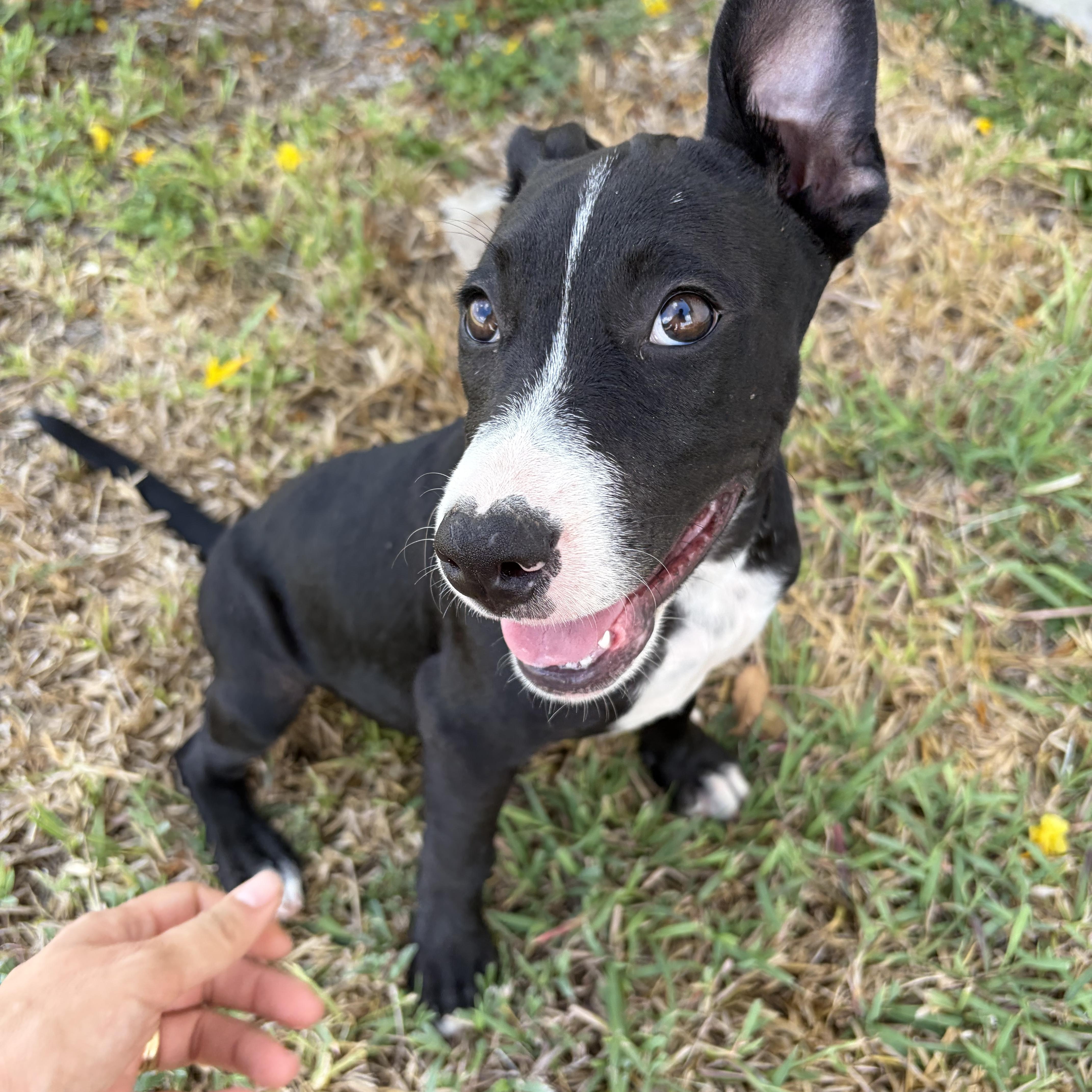 Enlarge Darla, a Adoptable mixed breed in Minneapolis , MN image 2/2