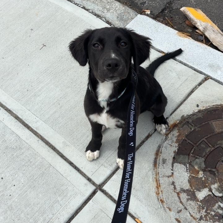 Enlarge Remy, an adopted mixed breed in Cumberland, RI image 2/6
