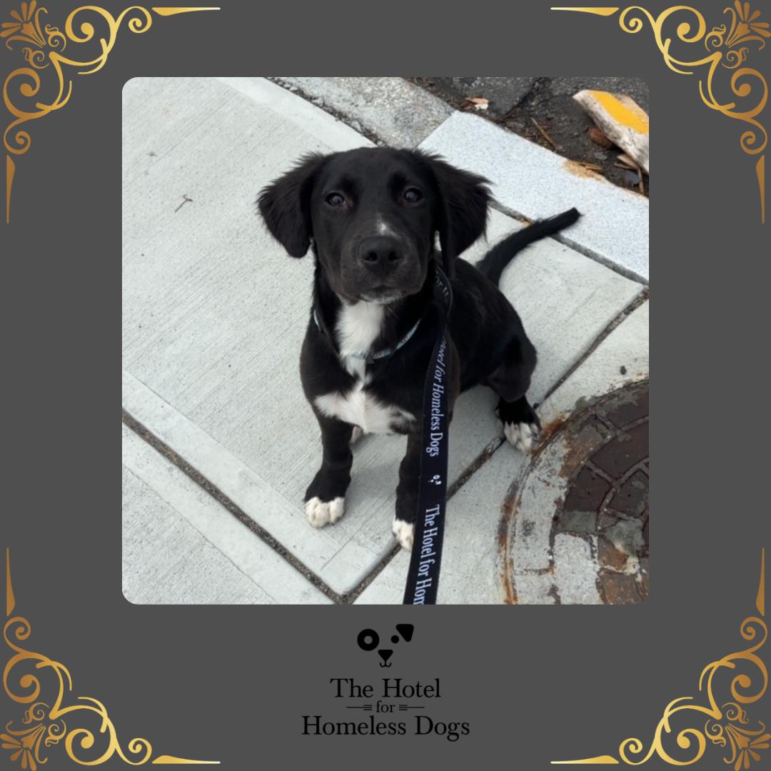Remy, adopted, Puppy Male Labrador Retriever & Terrier.