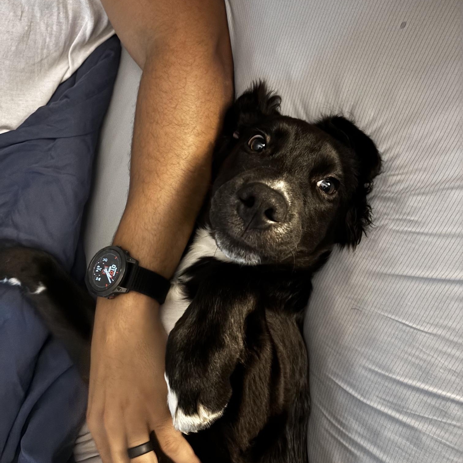 Enlarge Remy, an adopted mixed breed in Cumberland, RI image 5/6