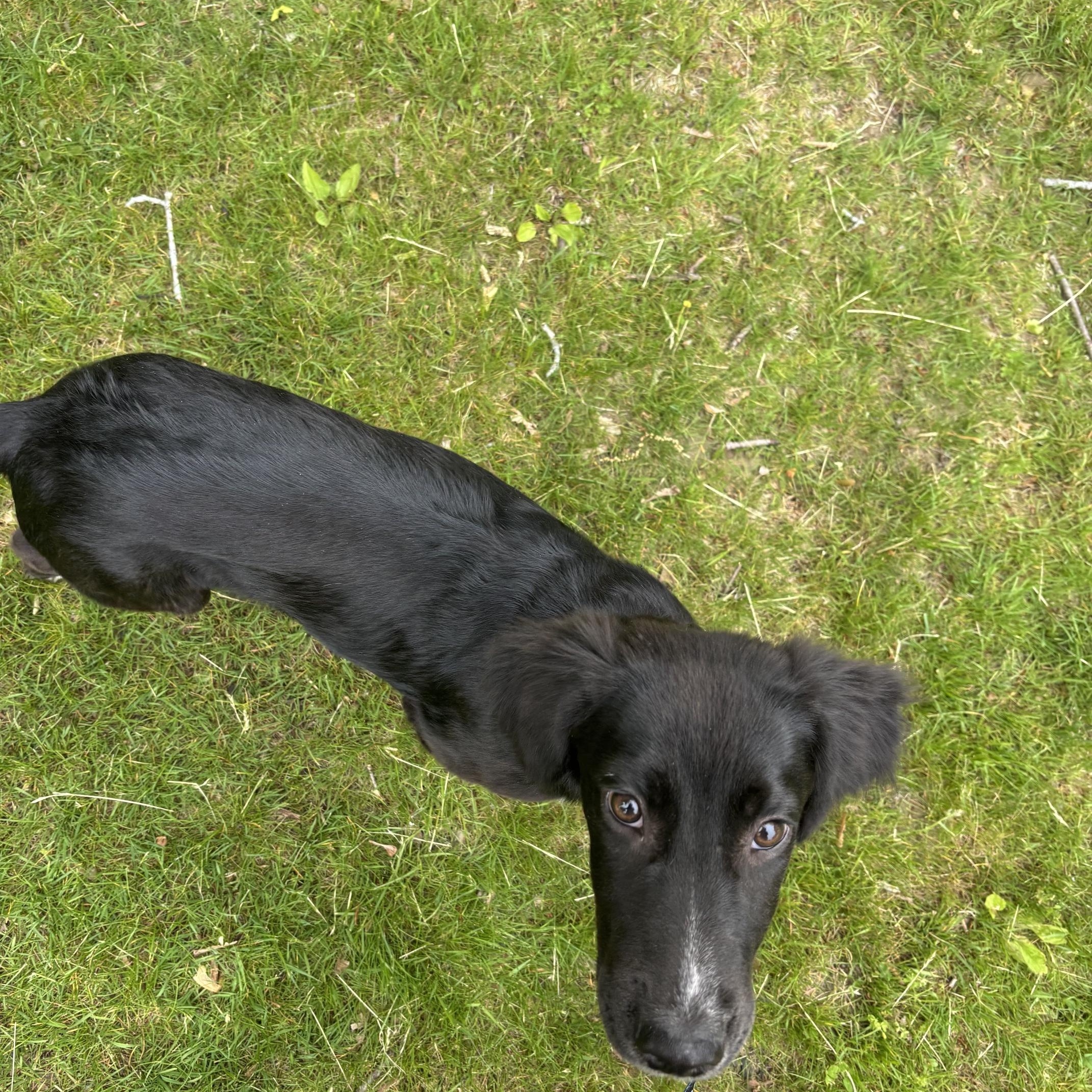 Enlarge Remy, an adopted mixed breed in Cumberland, RI image 6/6
