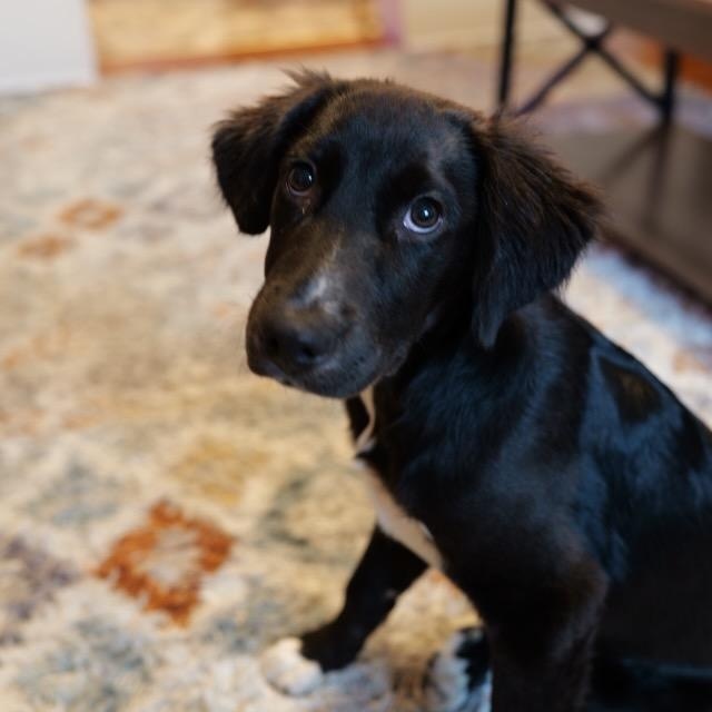 Enlarge Remy, an adopted mixed breed in Cumberland, RI image 4/6