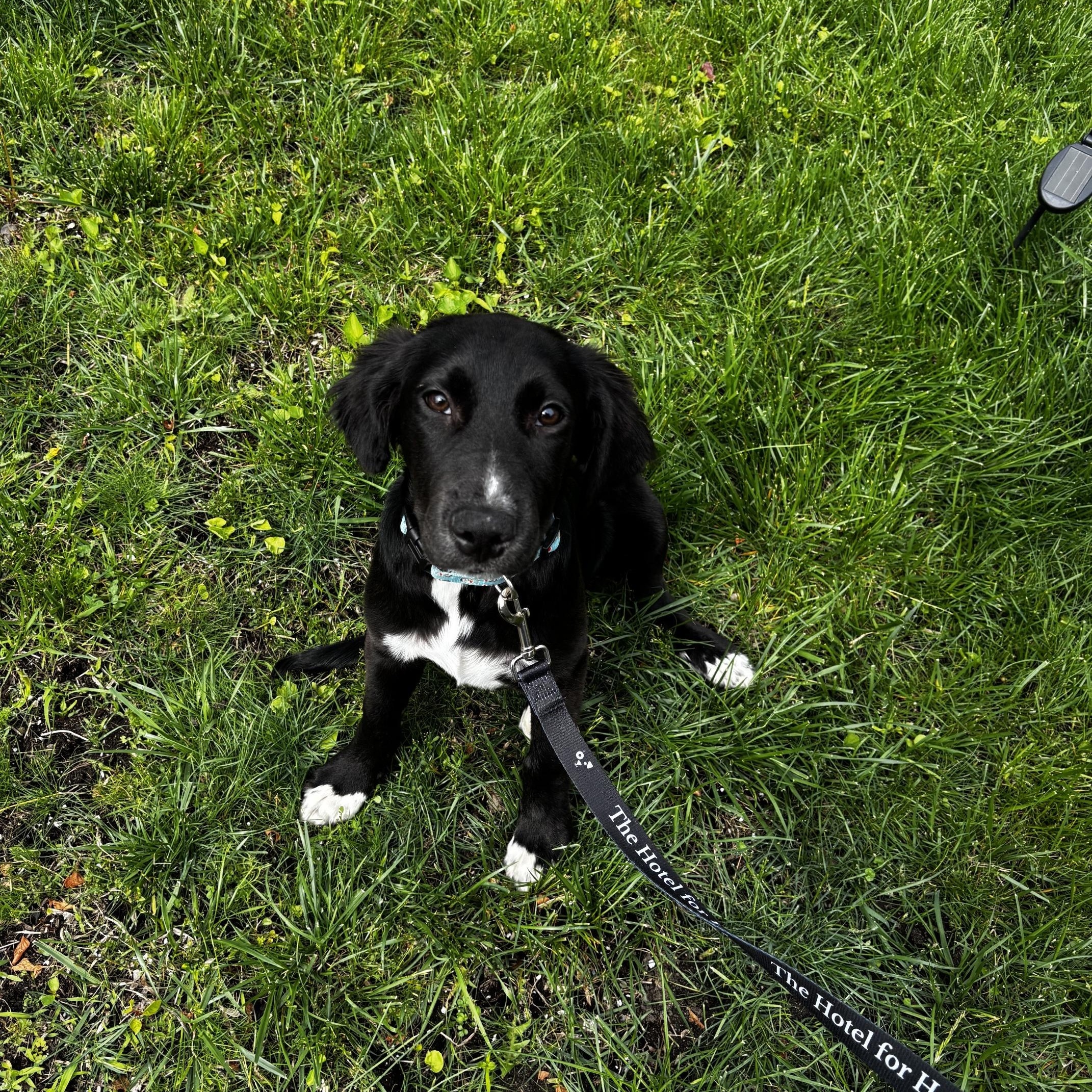Enlarge Remy, an adopted mixed breed in Cumberland, RI image 3/6