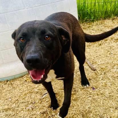 Cookie, an adoptable Pit Bull Terrier, Mixed Breed in Wilsall, MT, 59086 | Photo Image 1