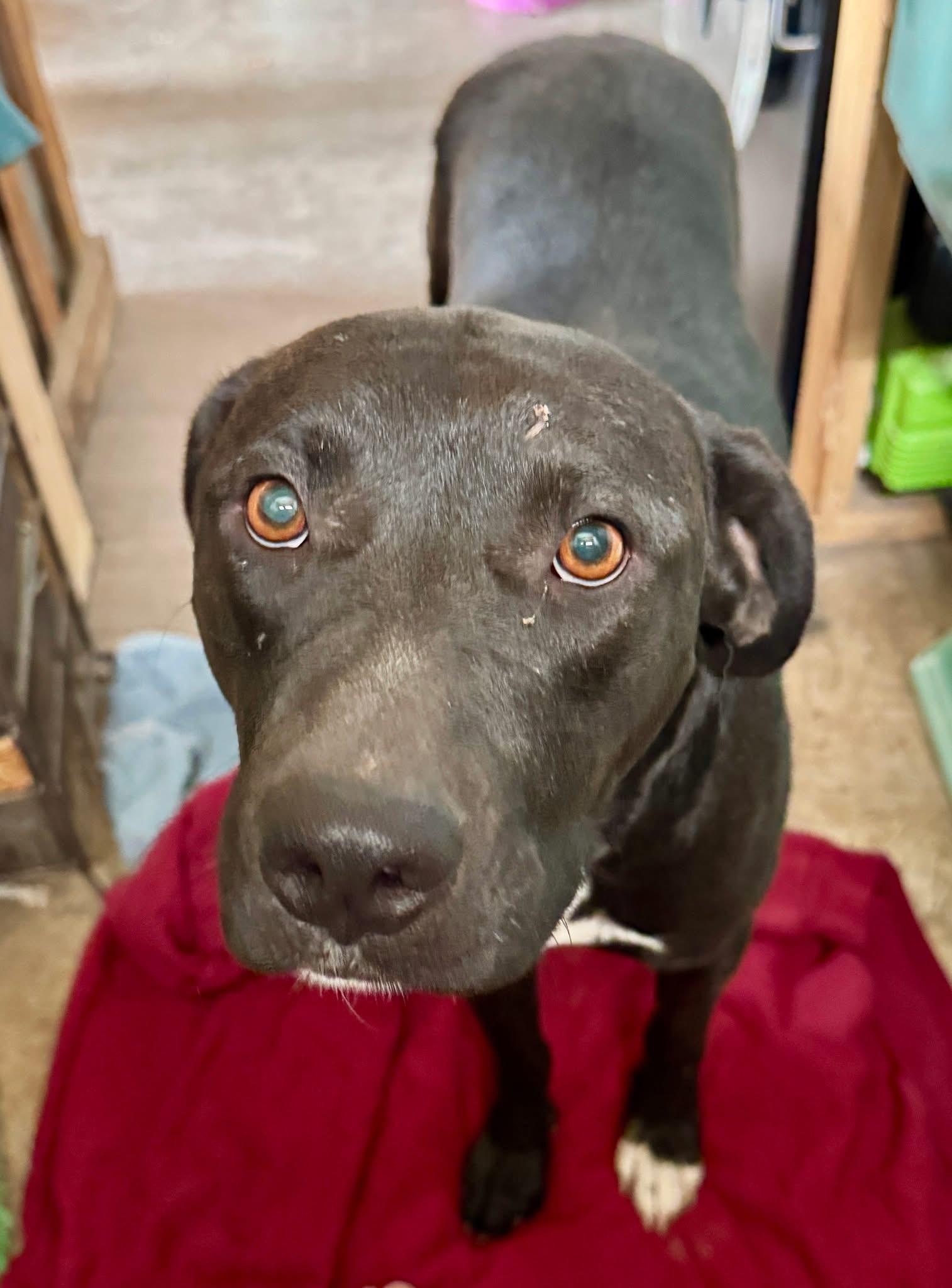 Cookie, an adoptable Pit Bull Terrier, Mixed Breed in Wilsall, MT, 59086 | Photo Image 2