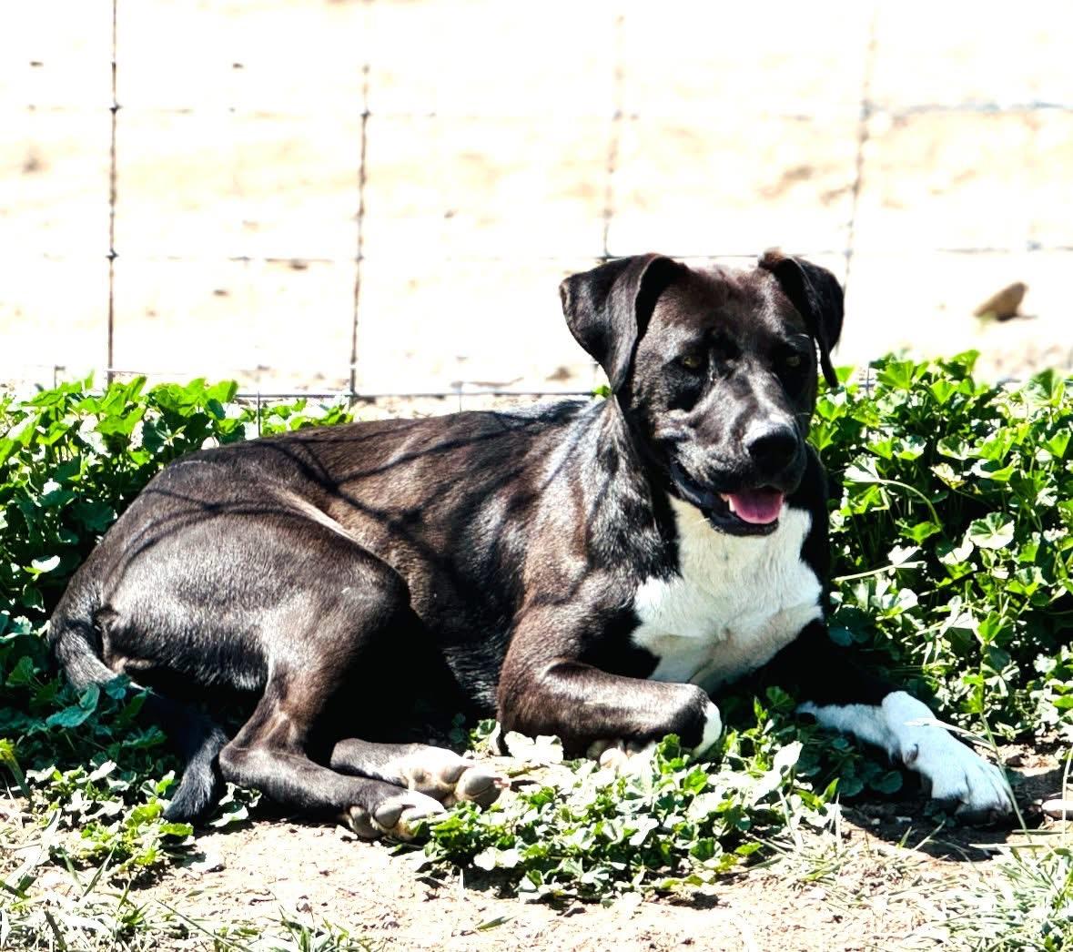 Carly, an adoptable Pit Bull Terrier, Mixed Breed in Wilsall, MT, 59086 | Photo Image 1