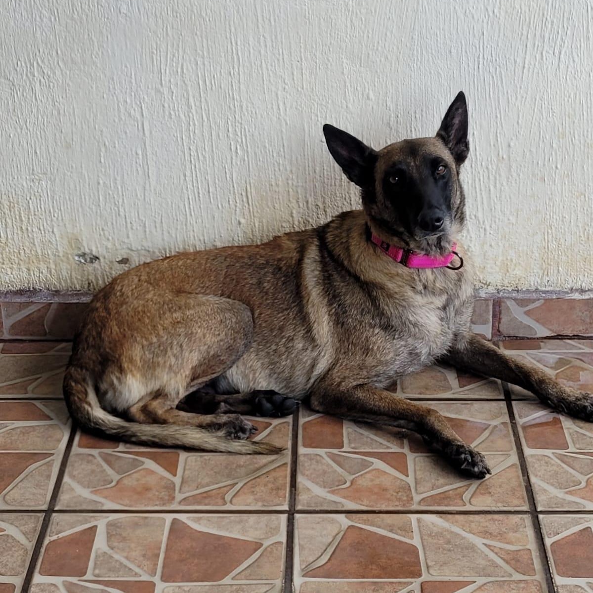 Dasha, an adopted mixed breed in Sherwood, OR image 6/6