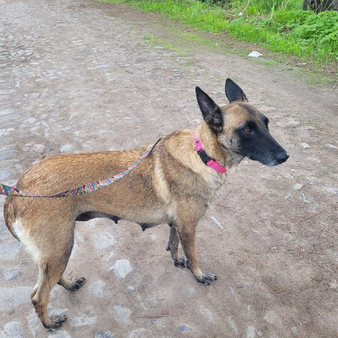 Dasha, an adopted mixed breed in Sherwood, OR image 3/6