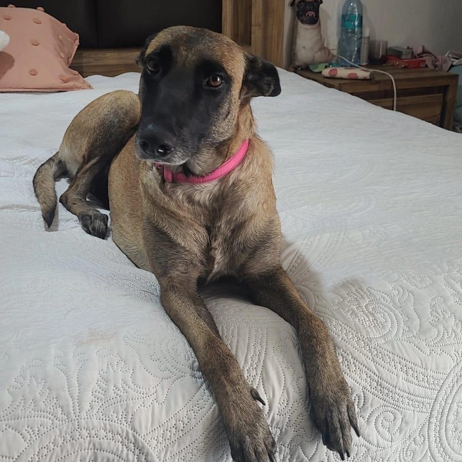 Dasha, an adopted mixed breed in Sherwood, OR image 5/6