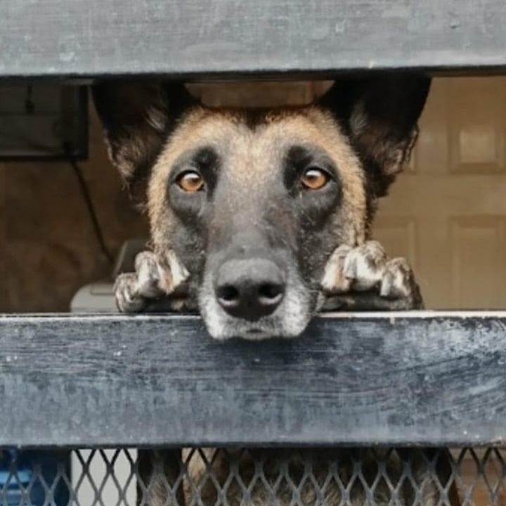 Dasha, adopted, Adult Female Belgian Shepherd / Malinois.