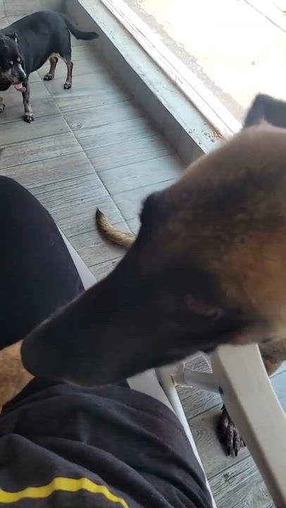 Enlarge Dasha, an adopted mixed breed in Sherwood, OR video 4/6
